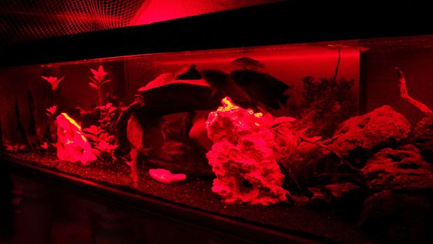Deco Led Eclairage : Eclairage et décoration aquariums avec rubans led
